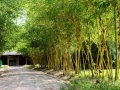 allée de bambou