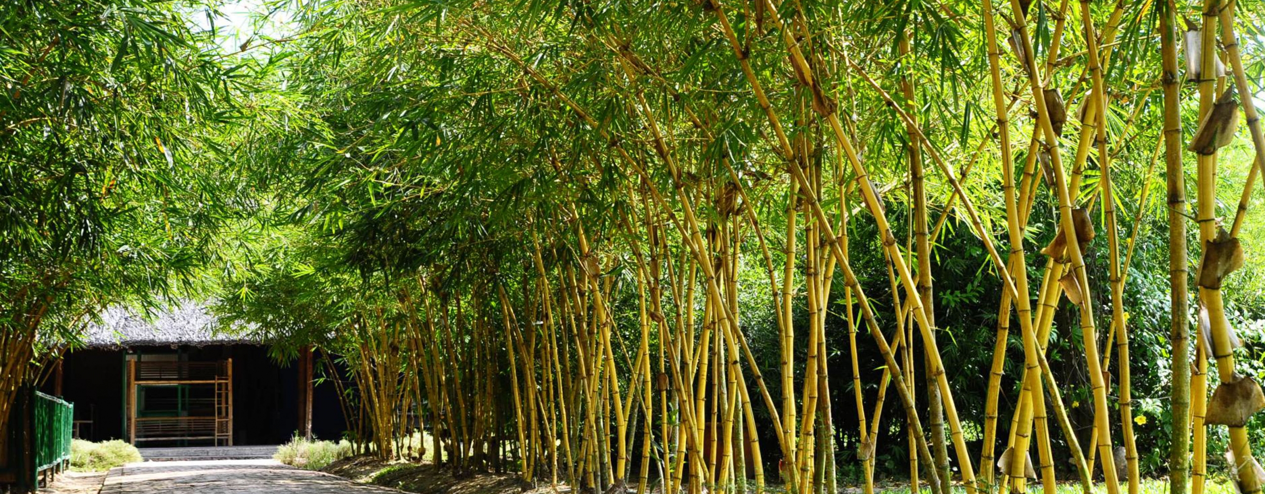 allée-bambou